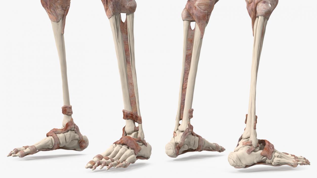 3D model Skeleton with Tissue