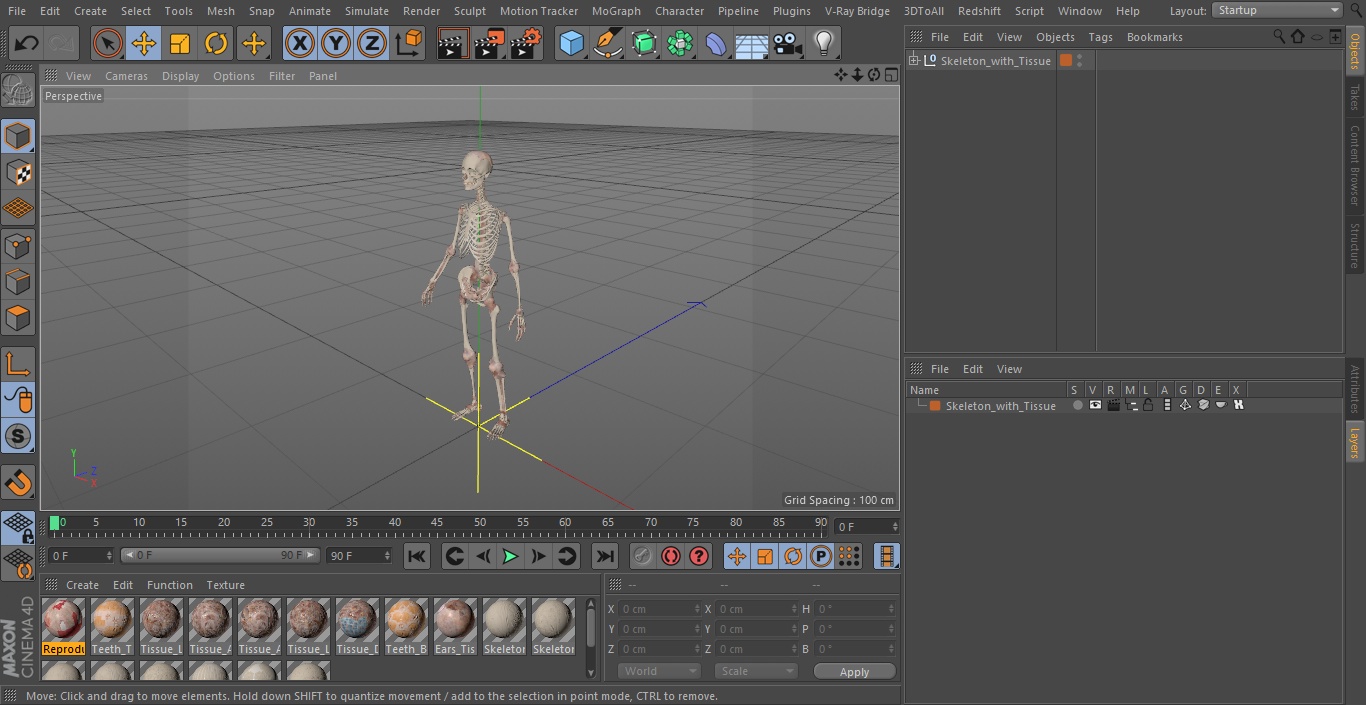 3D model Skeleton with Tissue