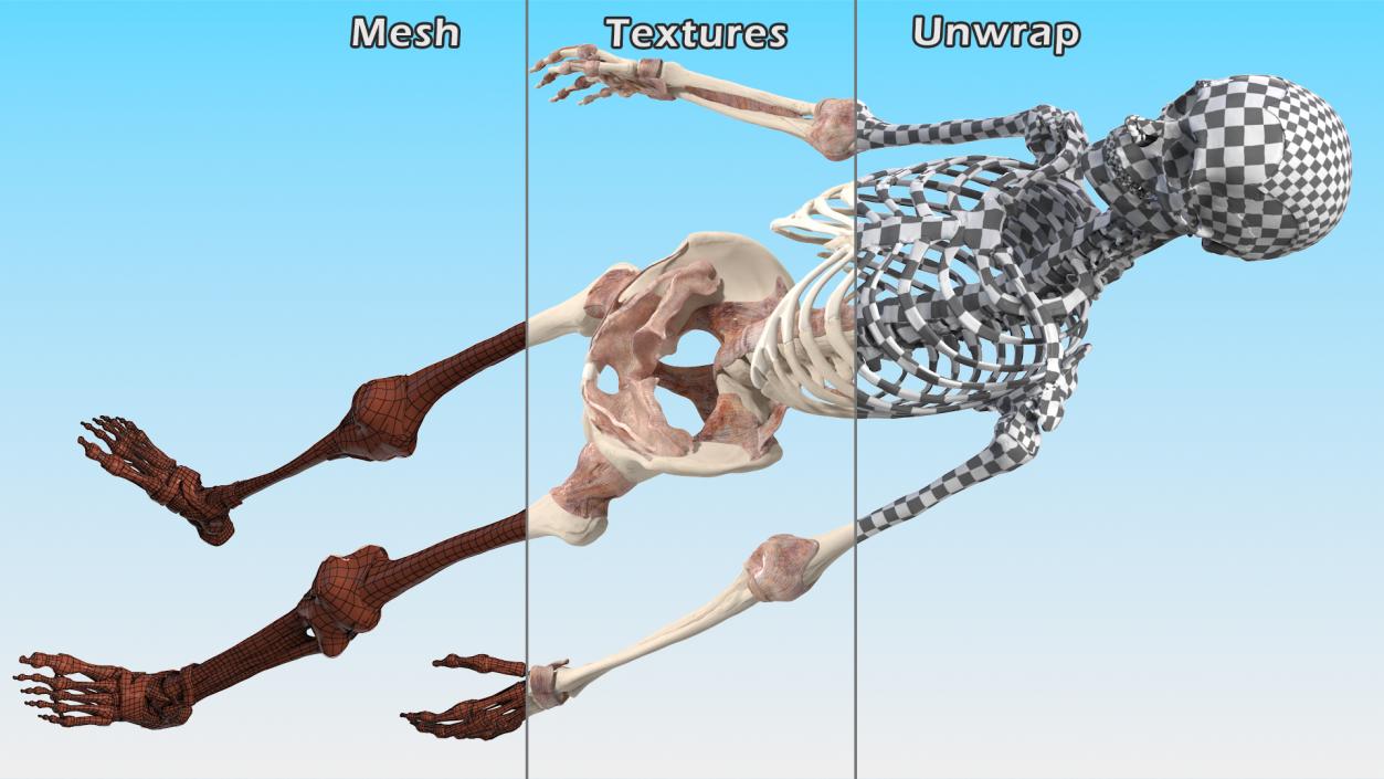 3D model Skeleton with Tissue