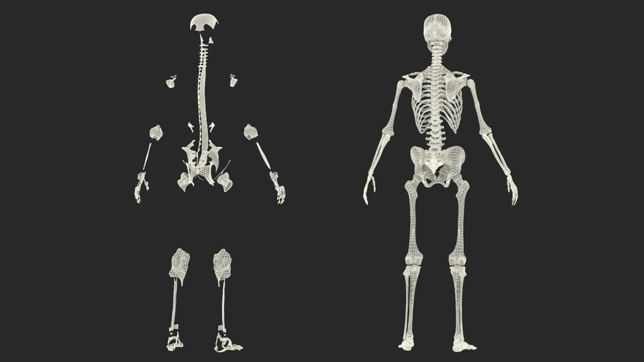 3D model Skeleton with Tissue