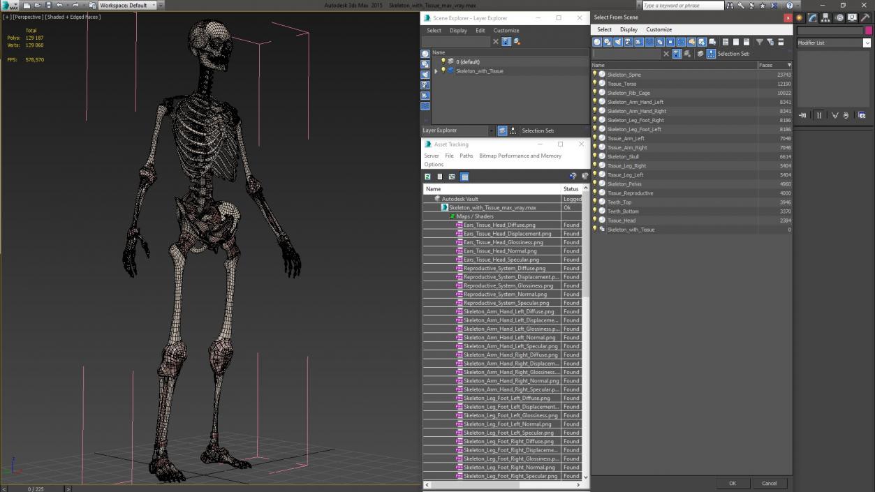 3D model Skeleton with Tissue