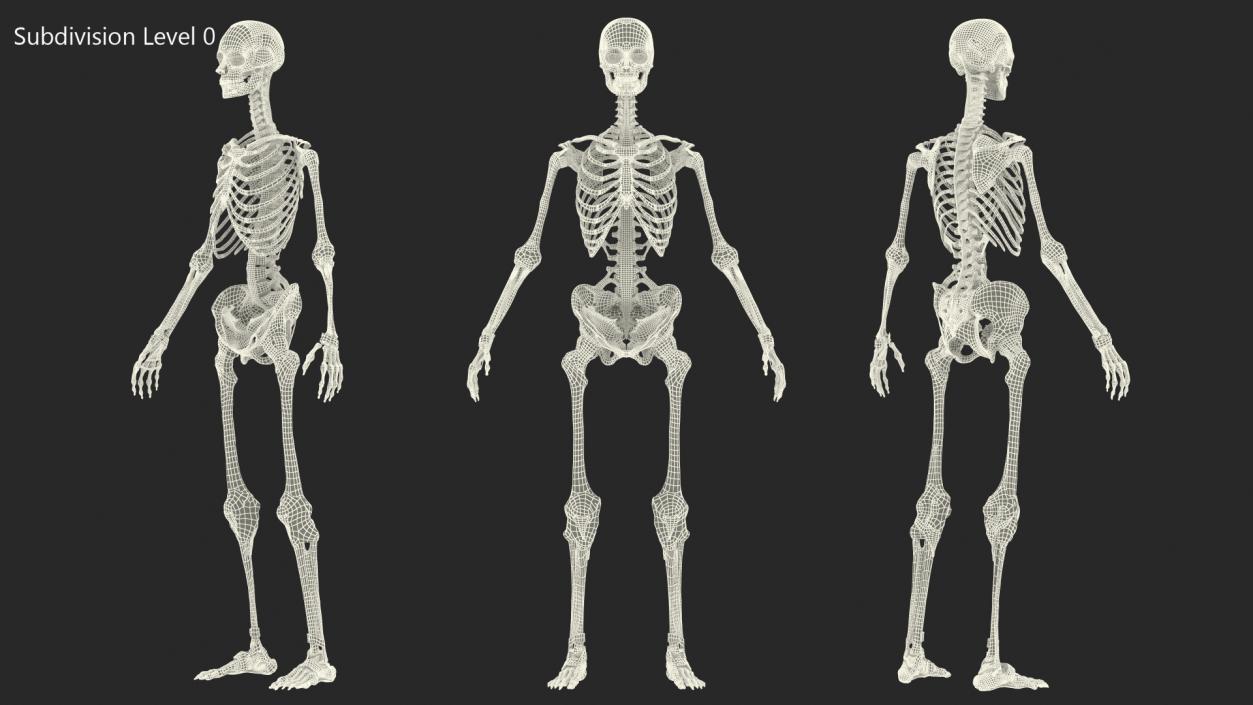 3D model Skeleton with Tissue