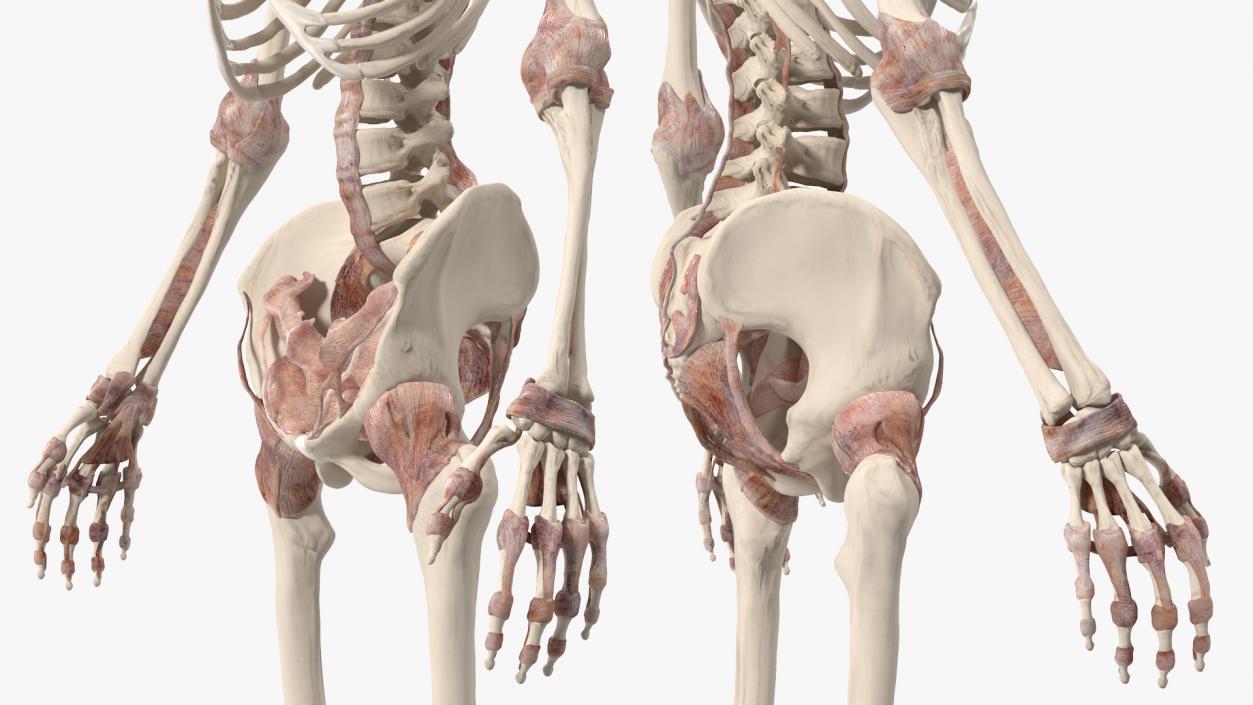 3D model Skeleton with Tissue