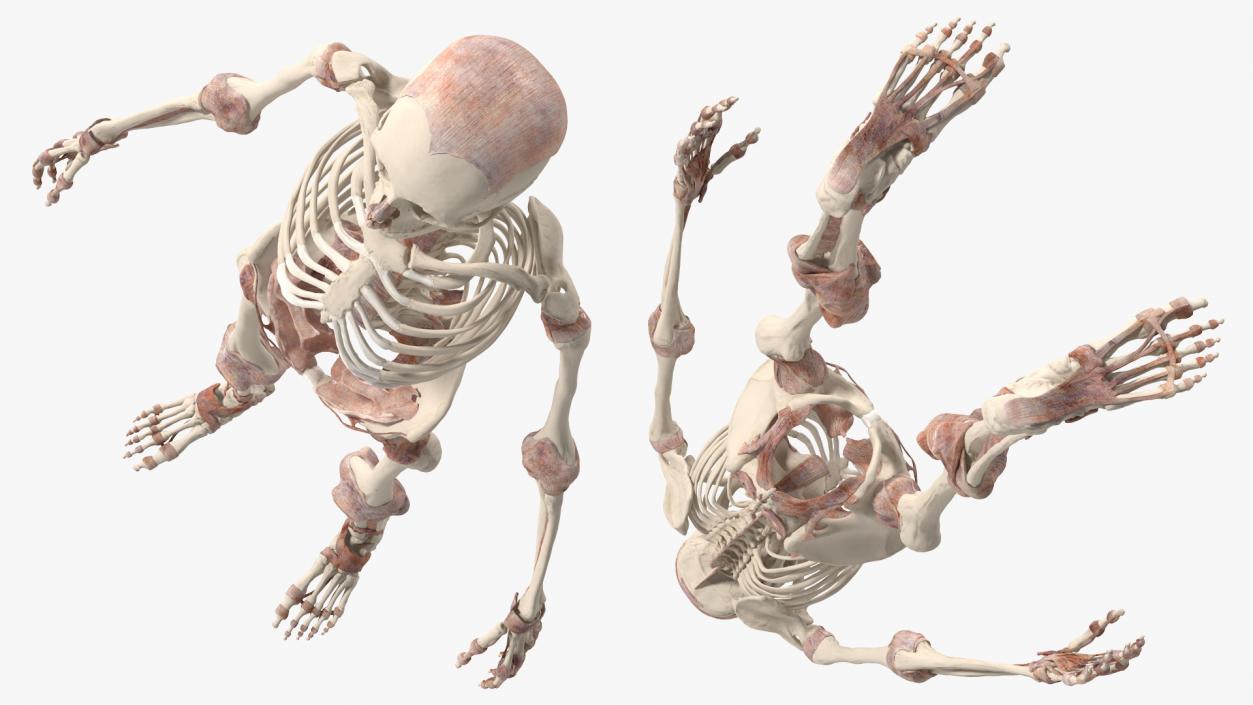 3D model Skeleton with Tissue