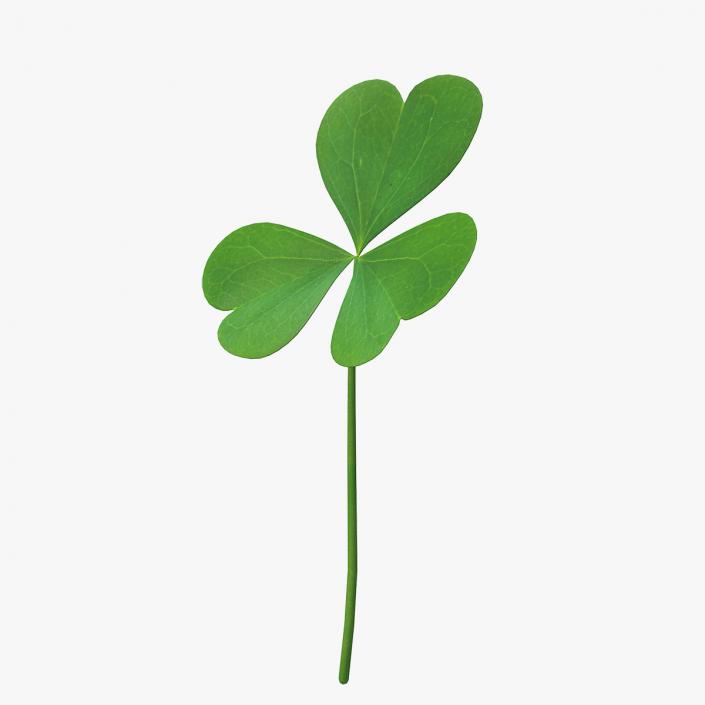 Three Leaf Clover 3D