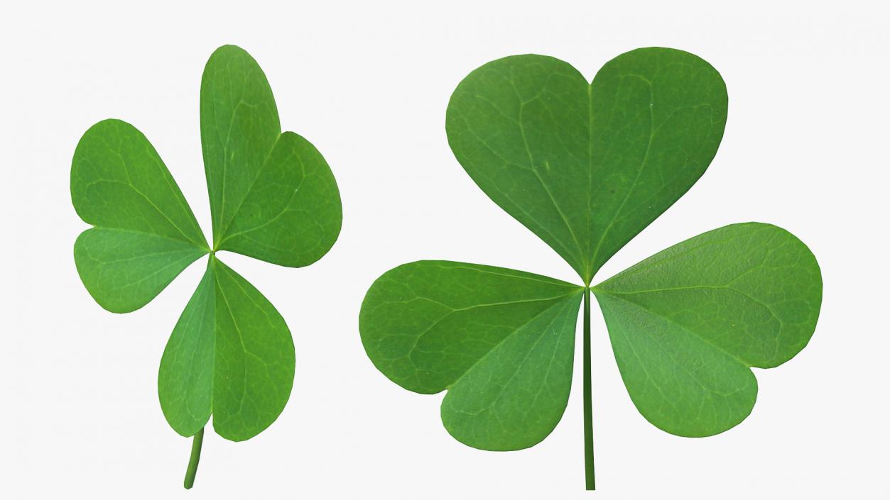 Three Leaf Clover 3D