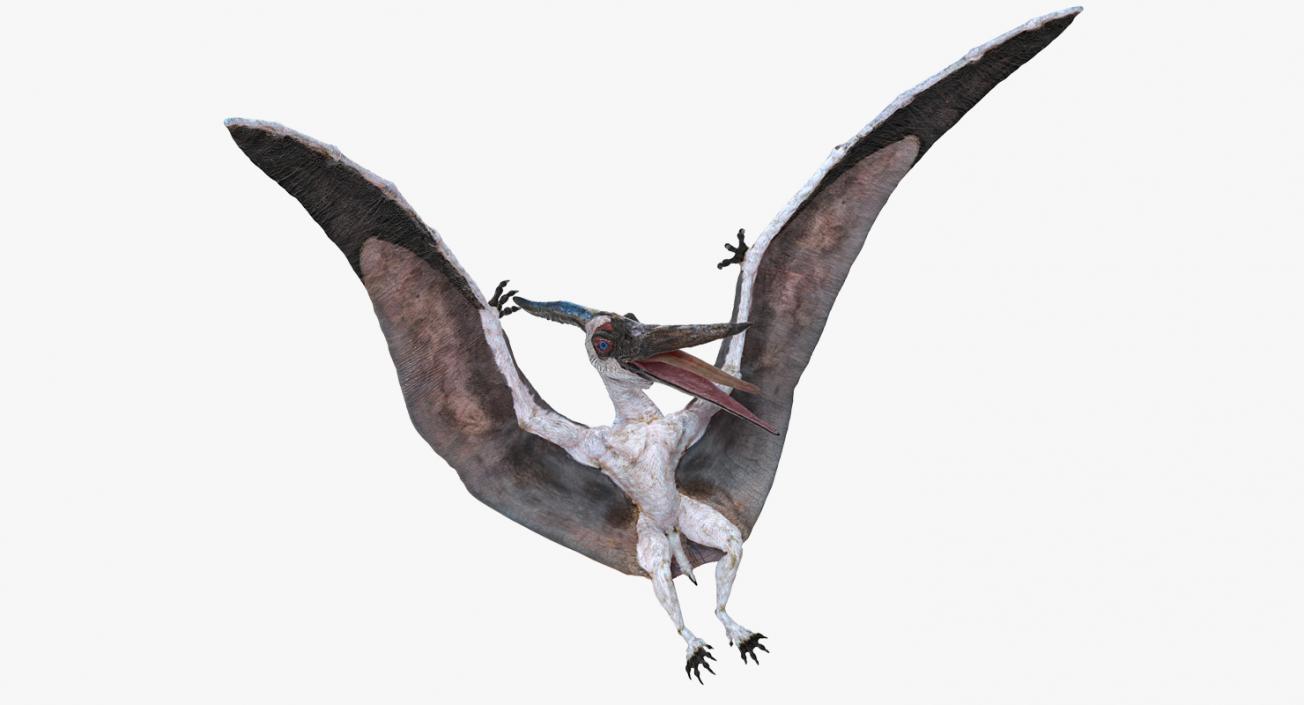 Pterosaur Pteranodon White Landing Pose 3D model