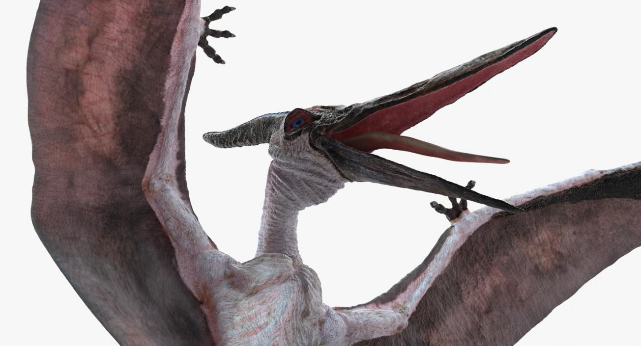 Pterosaur Pteranodon White Landing Pose 3D model