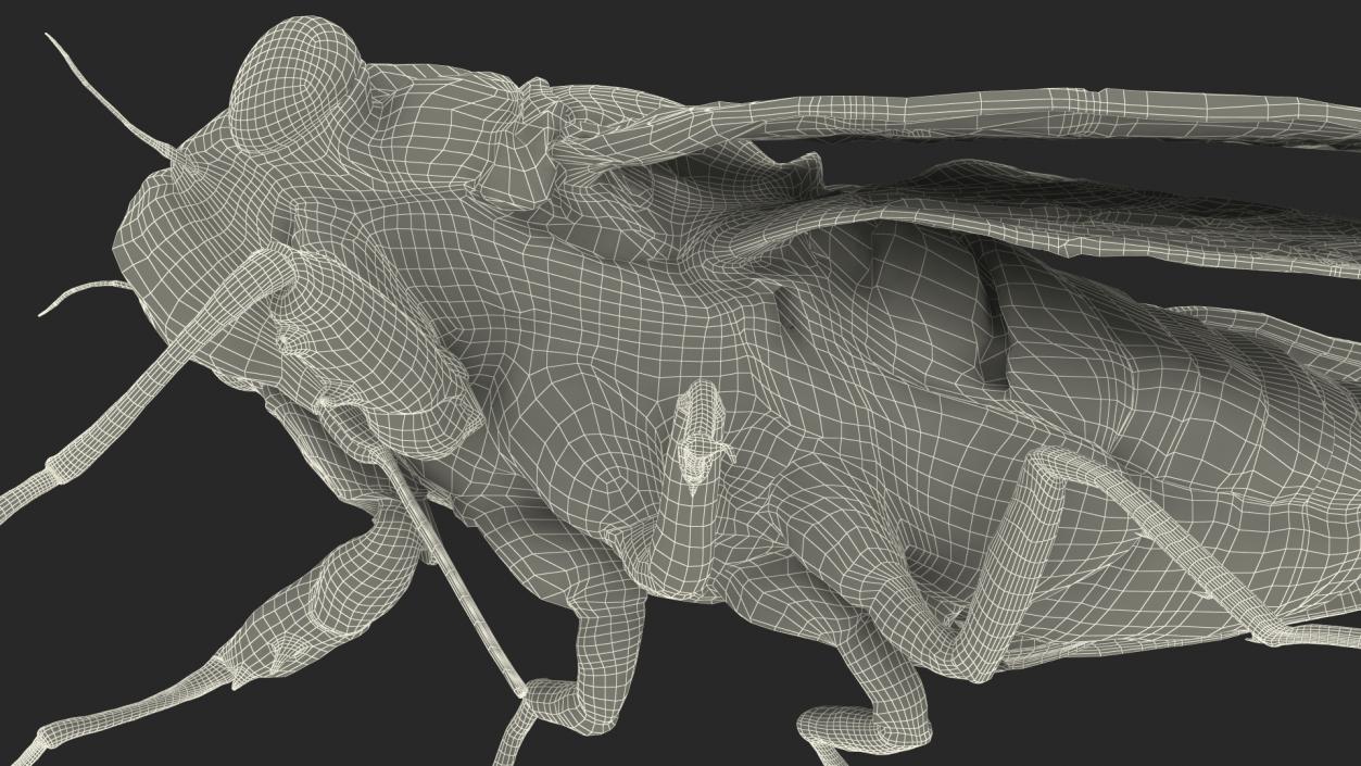 3D Pharaoh Cicada Pose Calm Fur model