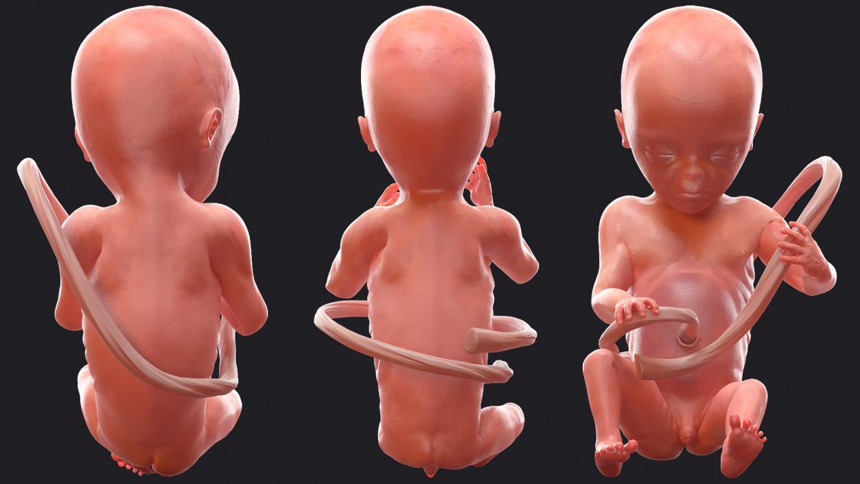 3D model Human Fetus at 20 Weeks Rigged