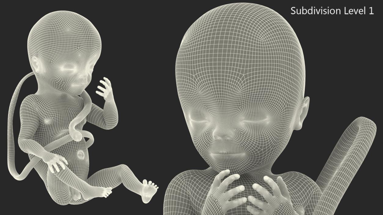 3D model Human Fetus at 20 Weeks Rigged