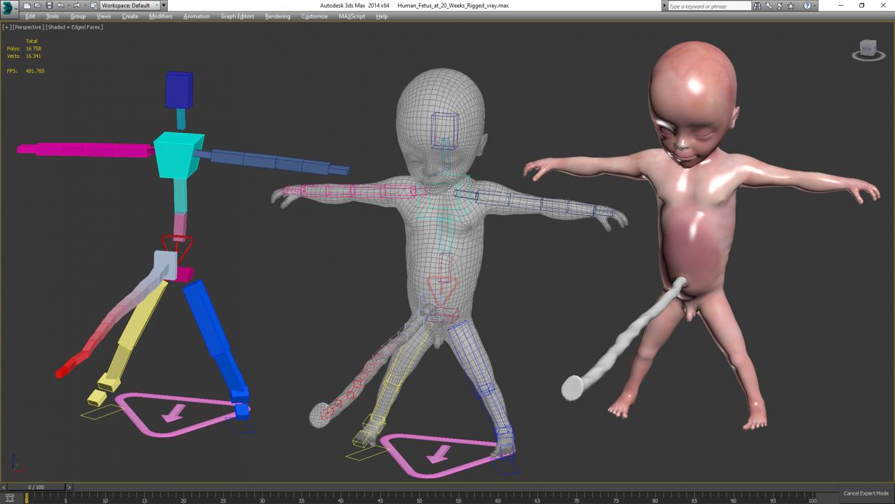 3D model Human Fetus at 20 Weeks Rigged