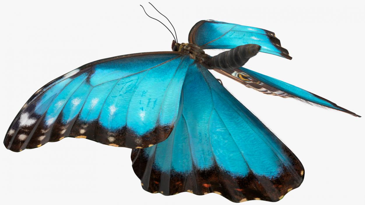 3D Animated Morpho Peleides Butterfly Flies Fur Rigged