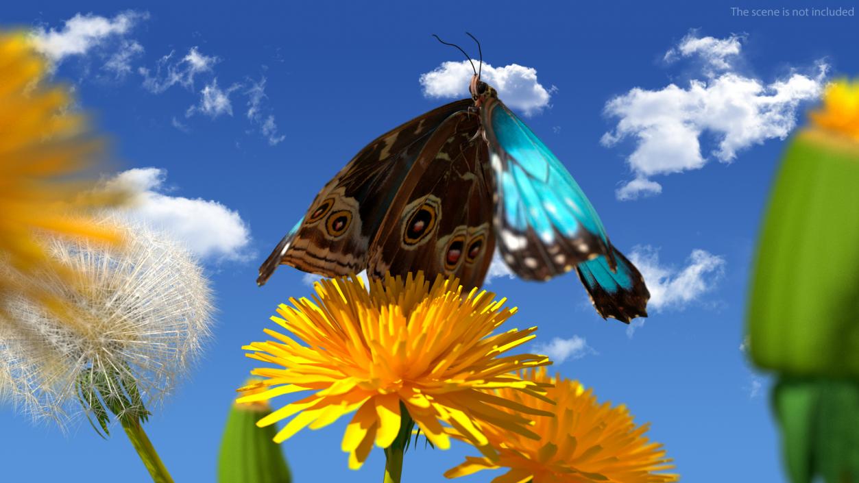 3D Animated Morpho Peleides Butterfly Flies Fur Rigged