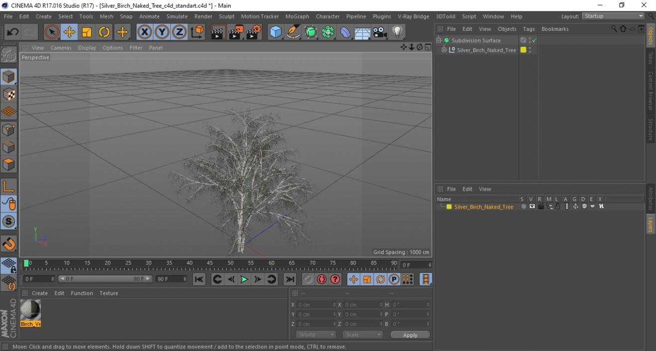 3D Silver Birch Naked Tree model