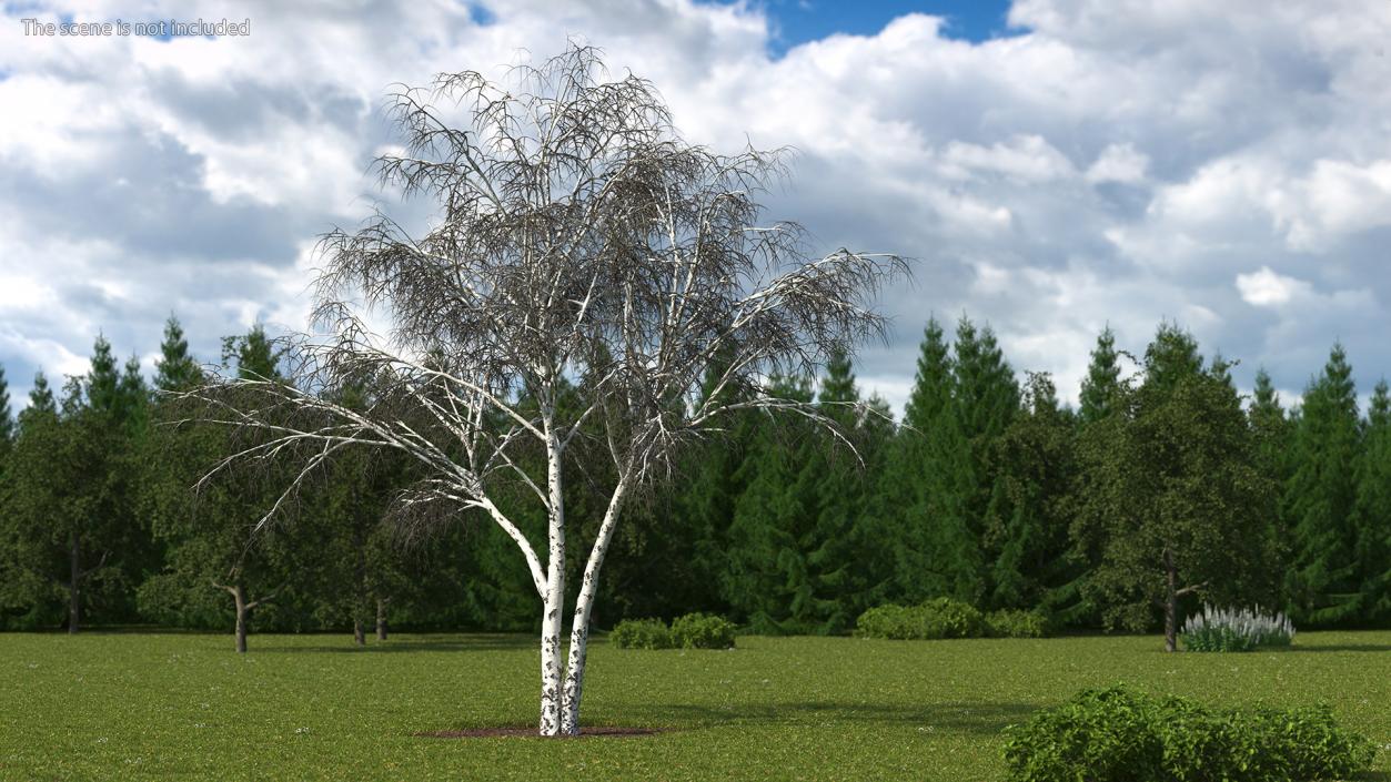 3D Silver Birch Naked Tree model