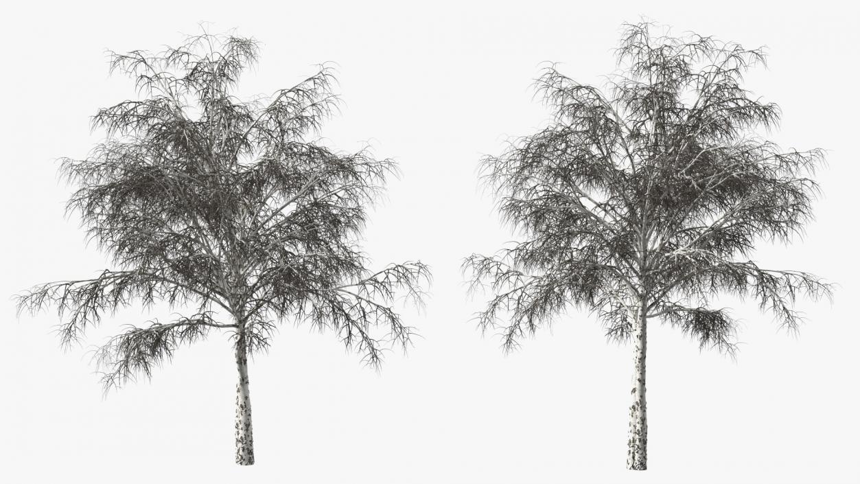 3D Silver Birch Naked Tree model