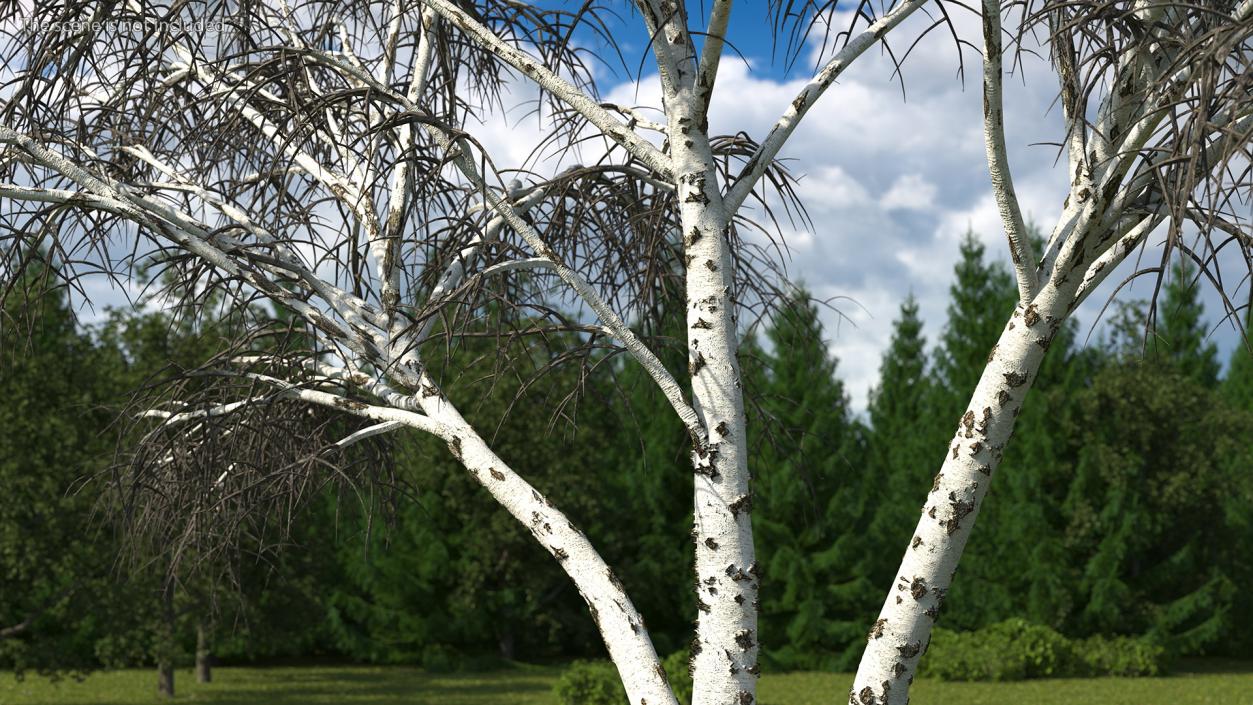 3D Silver Birch Naked Tree model