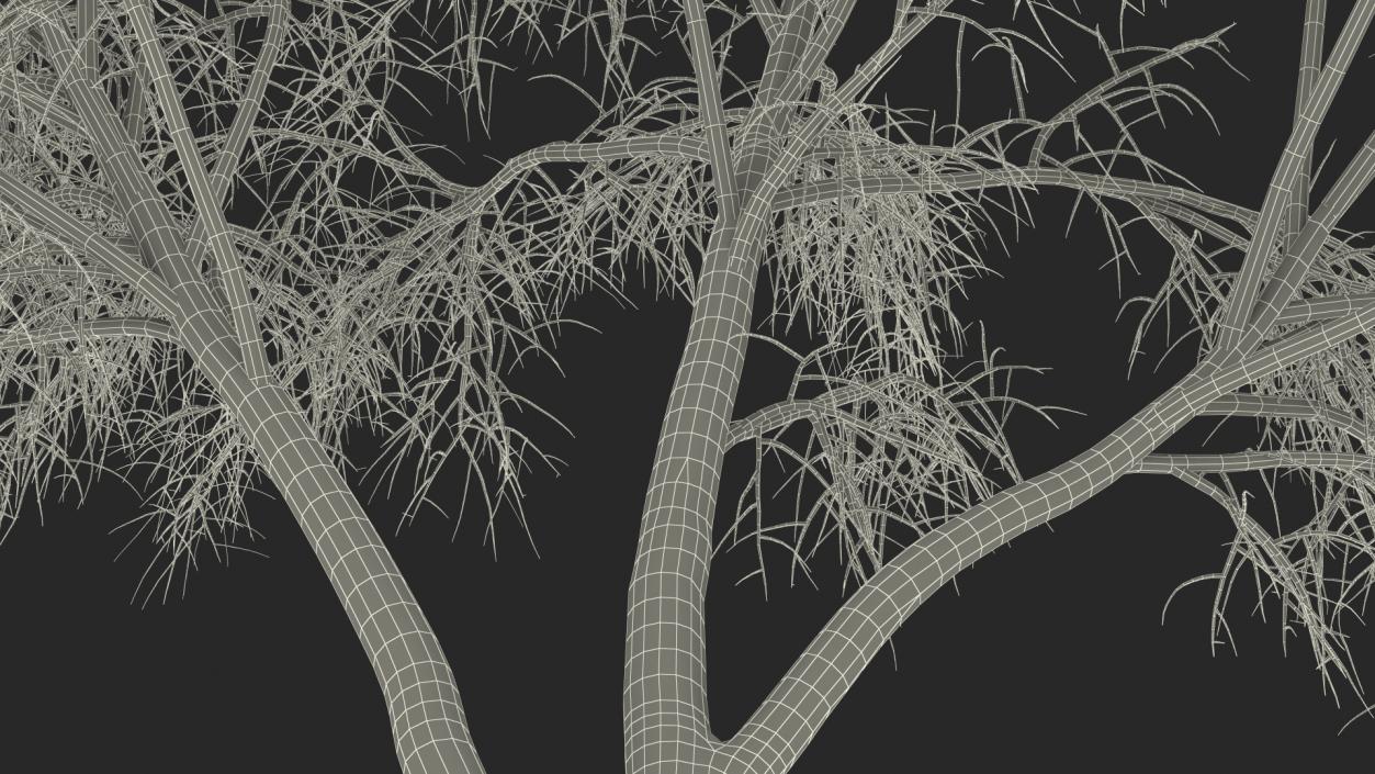 3D Silver Birch Naked Tree model