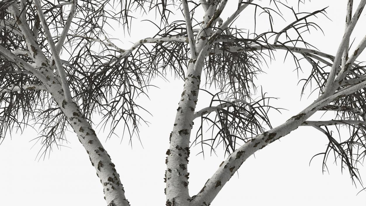 3D Silver Birch Naked Tree model