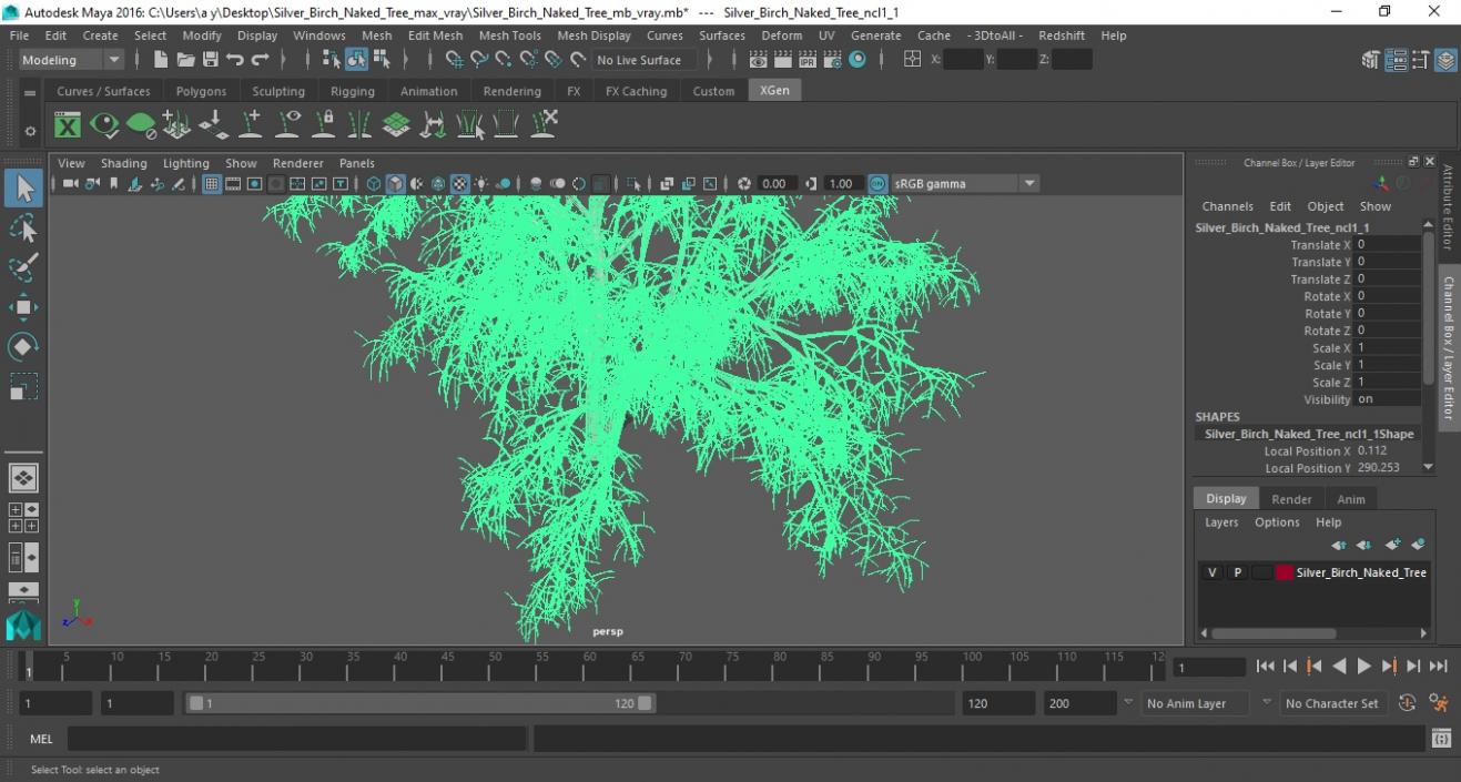 3D Silver Birch Naked Tree model