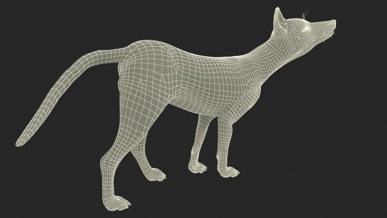 Wild European Fox Rigged 3D model