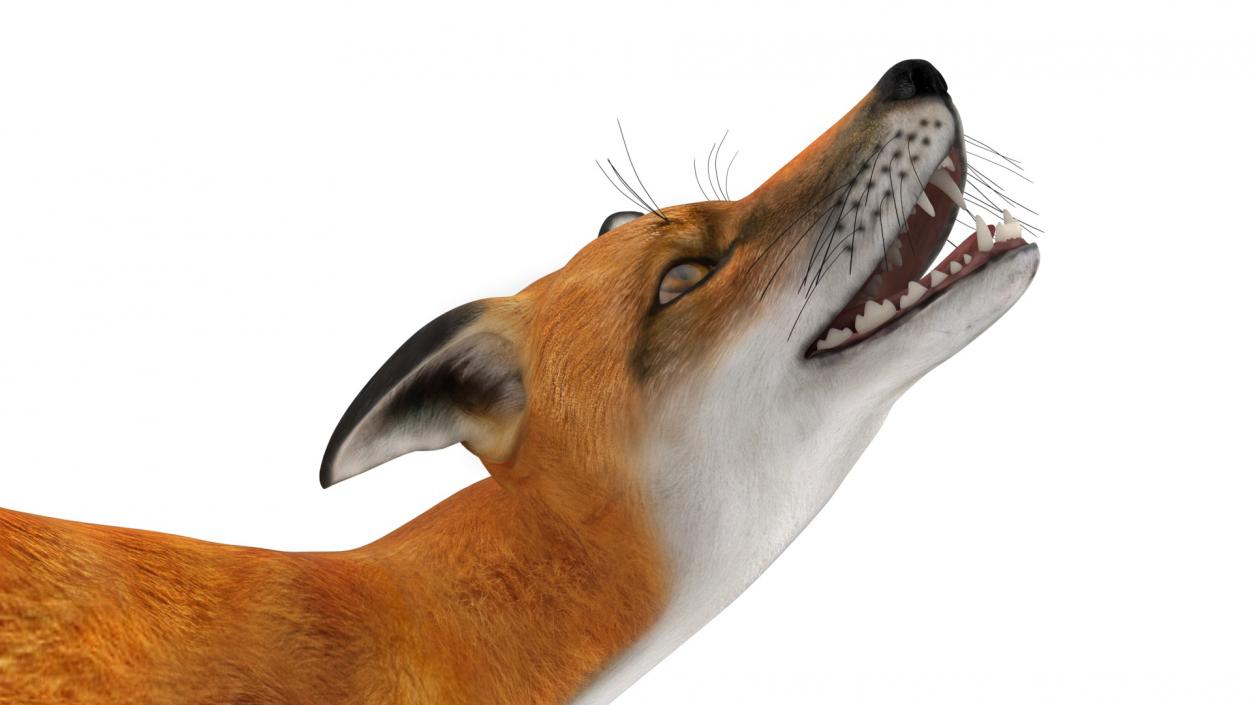 Wild European Fox Rigged 3D model