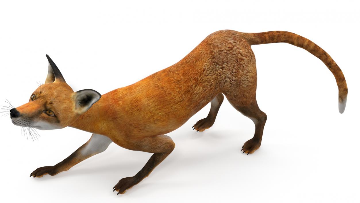 Wild European Fox Rigged 3D model