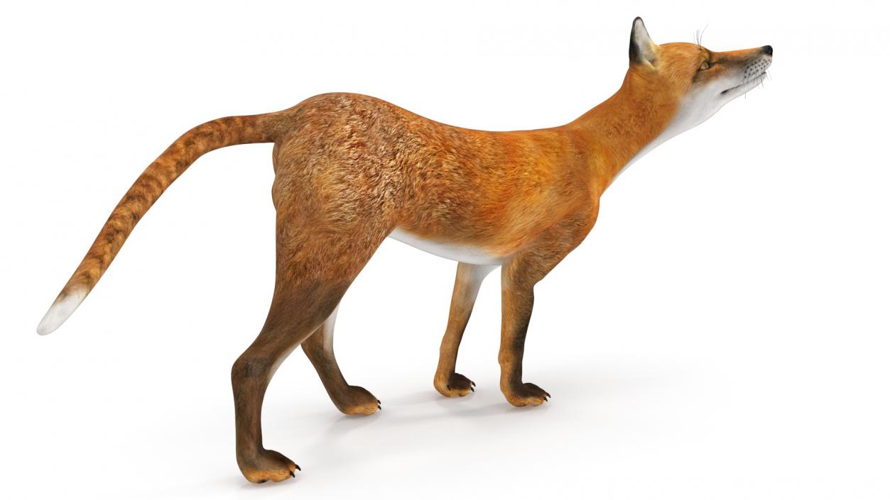 Wild European Fox Rigged 3D model