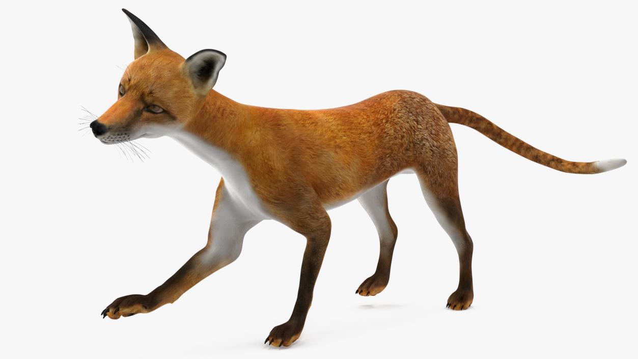 Wild European Fox Rigged 3D model