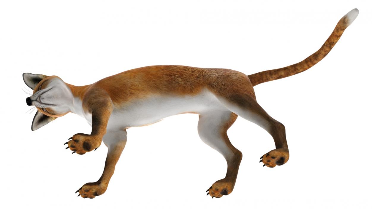 Wild European Fox Rigged 3D model