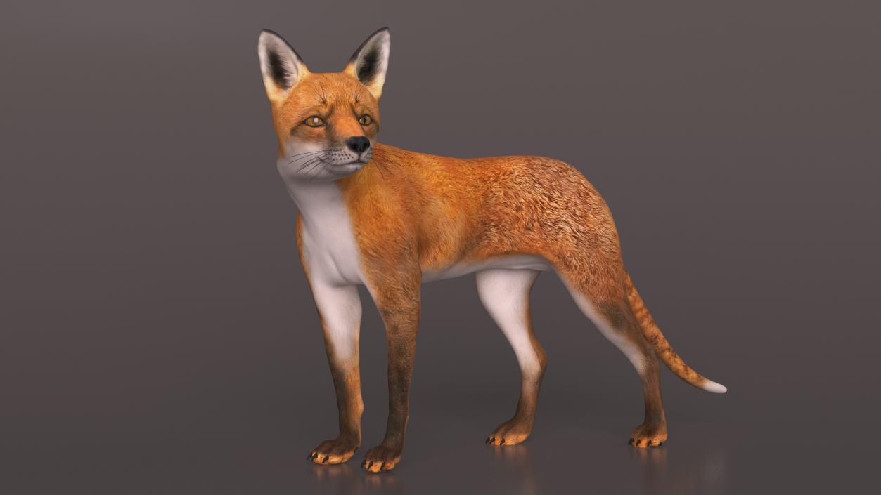 Wild European Fox Rigged 3D model