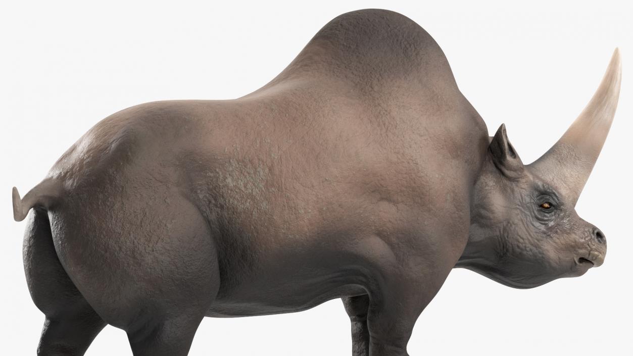 Extinct Giant Rhinoceros Walking Pose 3D