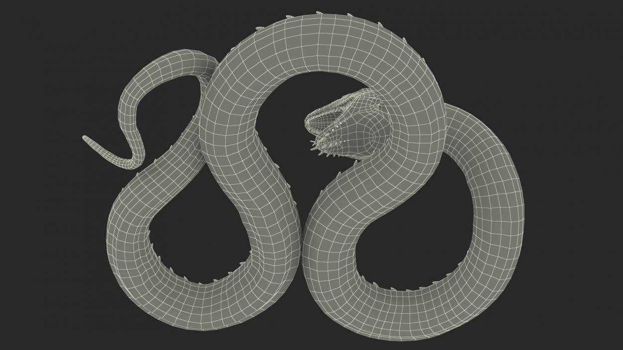 3D Aggressive Serpentine Dragon model