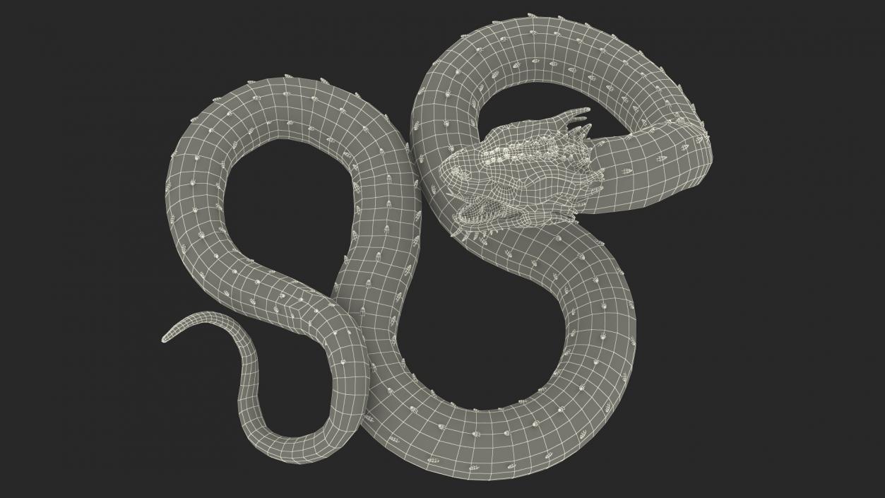 3D Aggressive Serpentine Dragon model