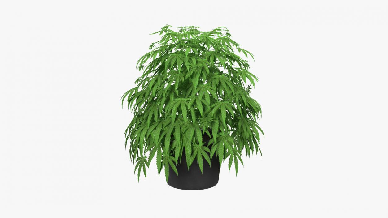 Marijuana Plant in a Pot 3D model