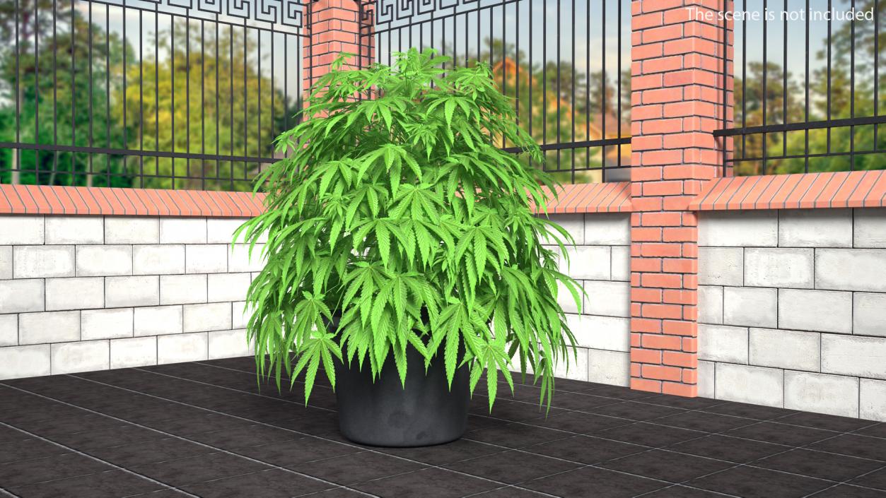 Marijuana Plant in a Pot 3D model