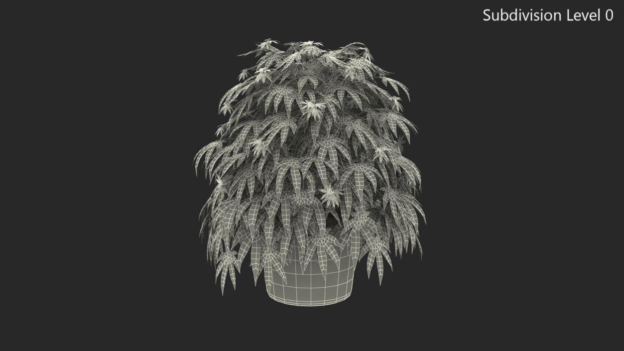 Marijuana Plant in a Pot 3D model