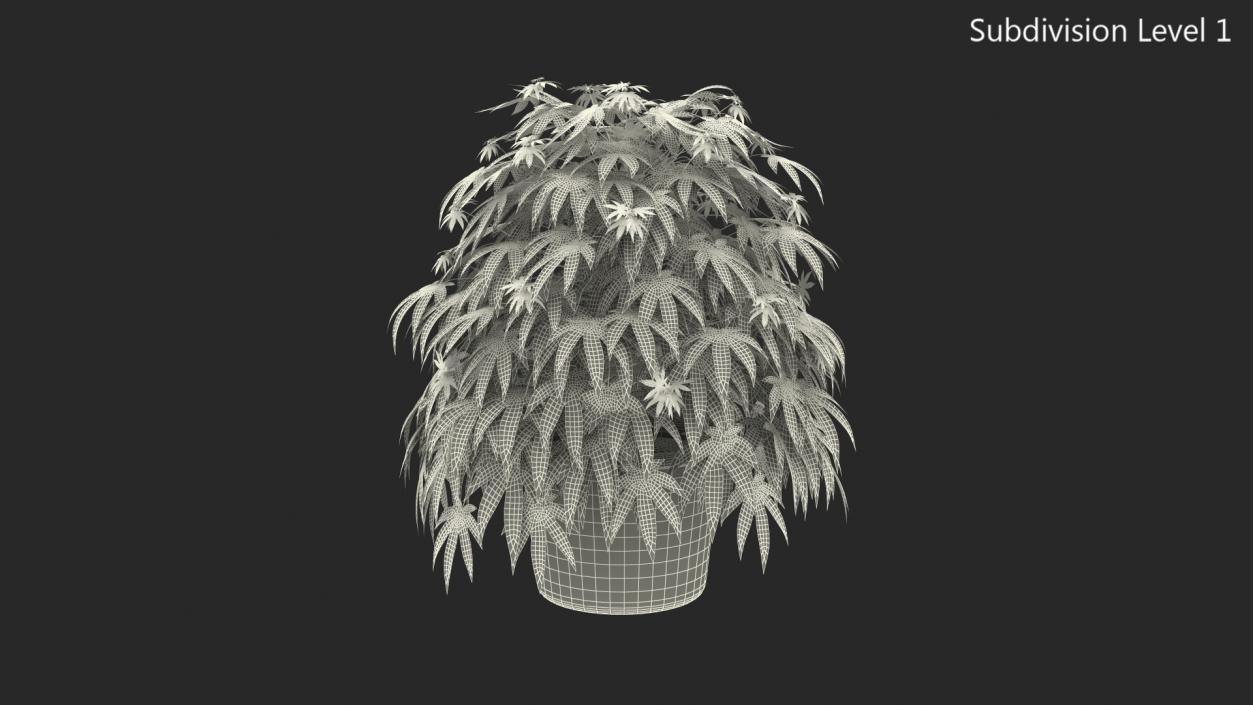 Marijuana Plant in a Pot 3D model