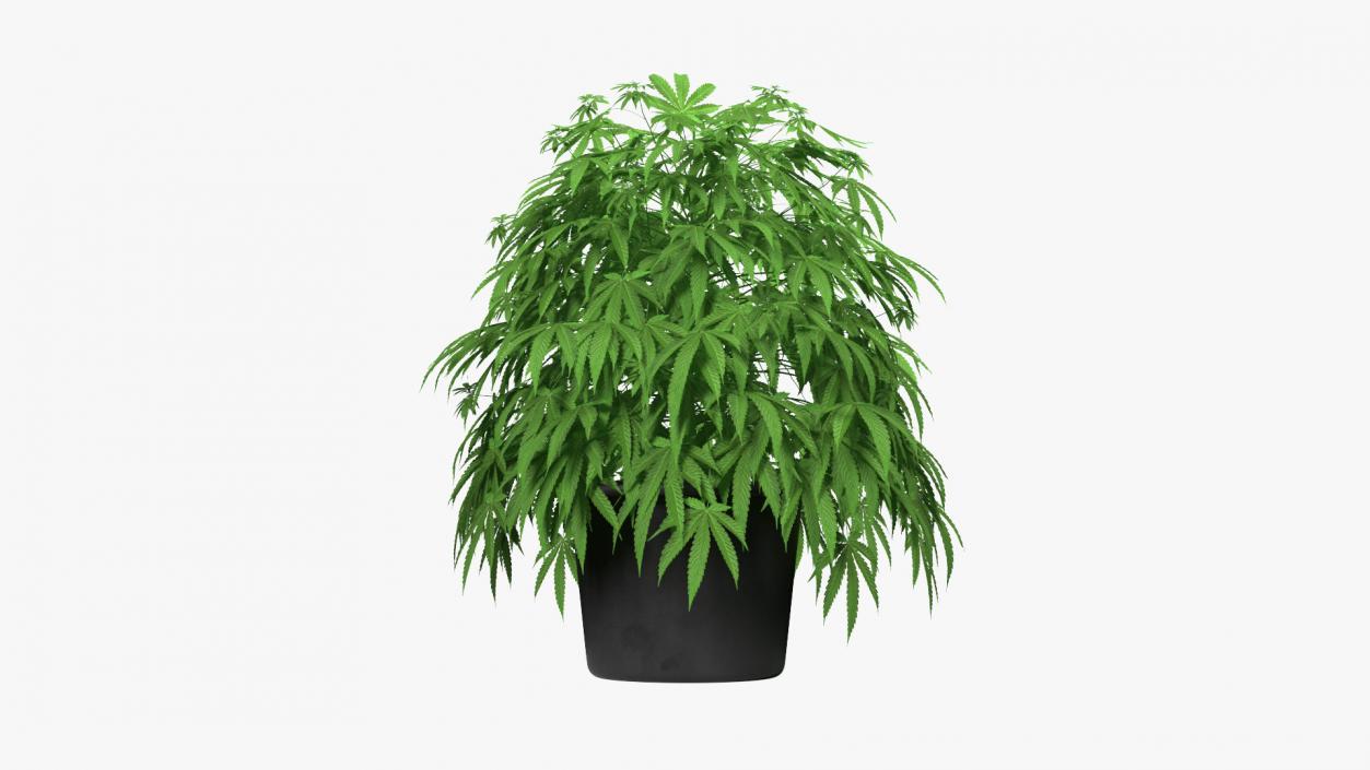 Marijuana Plant in a Pot 3D model