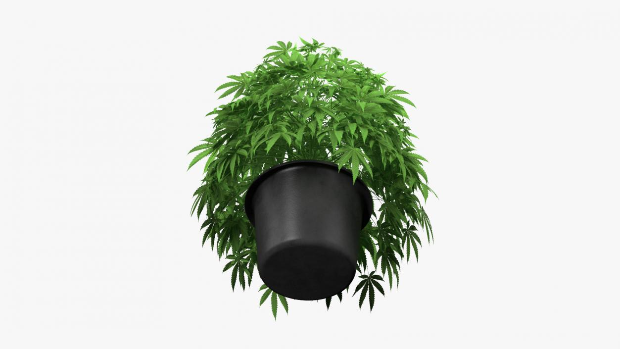 Marijuana Plant in a Pot 3D model