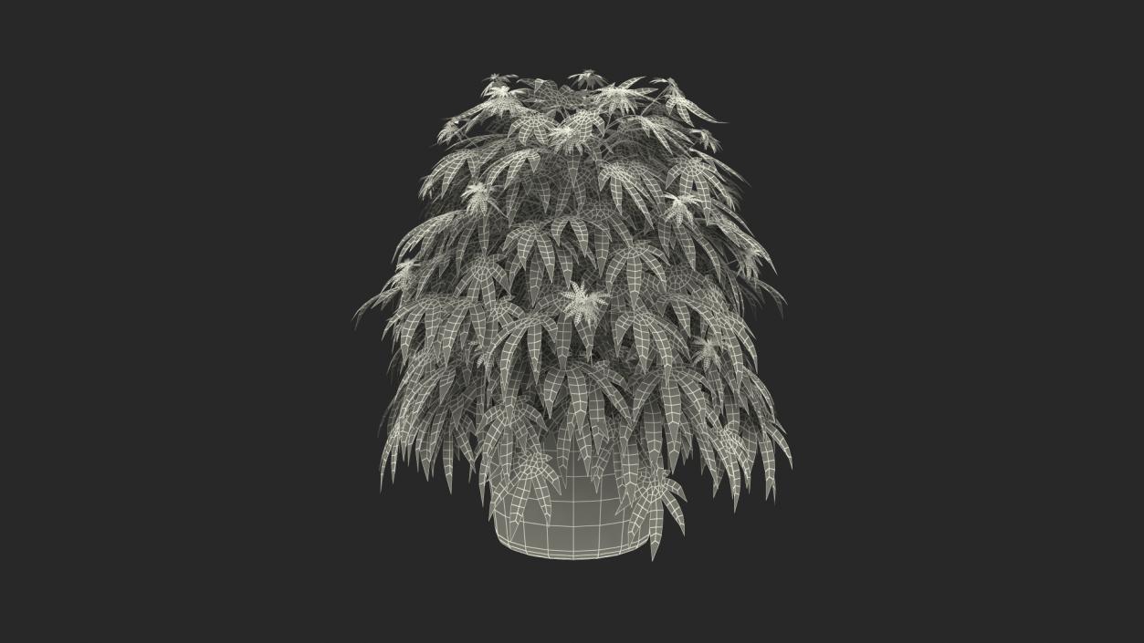 Marijuana Plant in a Pot 3D model