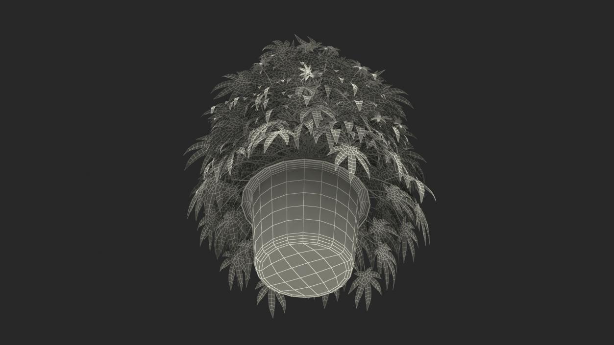 Marijuana Plant in a Pot 3D model