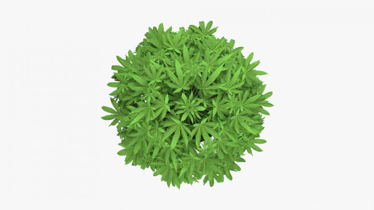 Marijuana Plant in a Pot 3D model