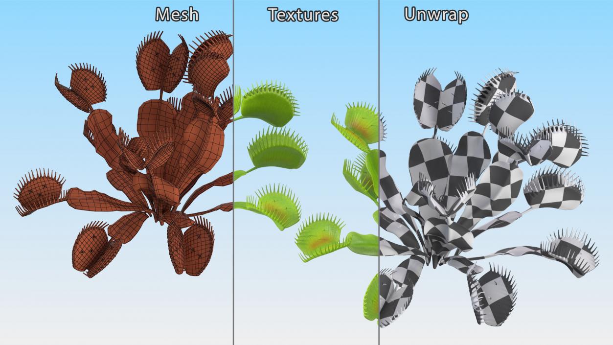 3D model Dionaea Muscipula Green 2