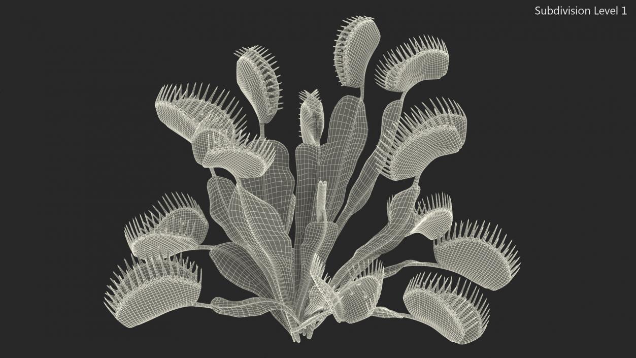 3D model Dionaea Muscipula Green 2