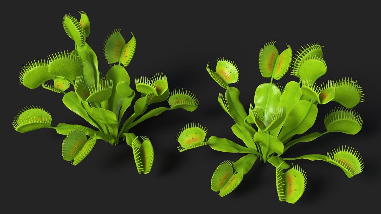 3D model Dionaea Muscipula Green 2