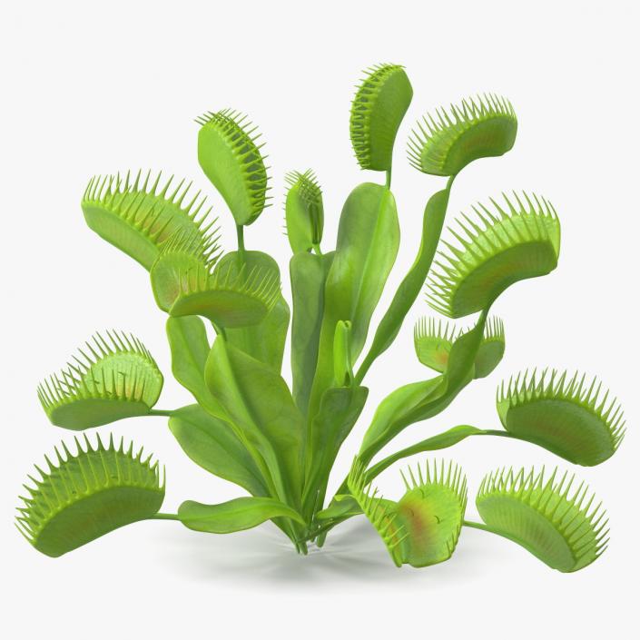 3D model Dionaea Muscipula Green 2