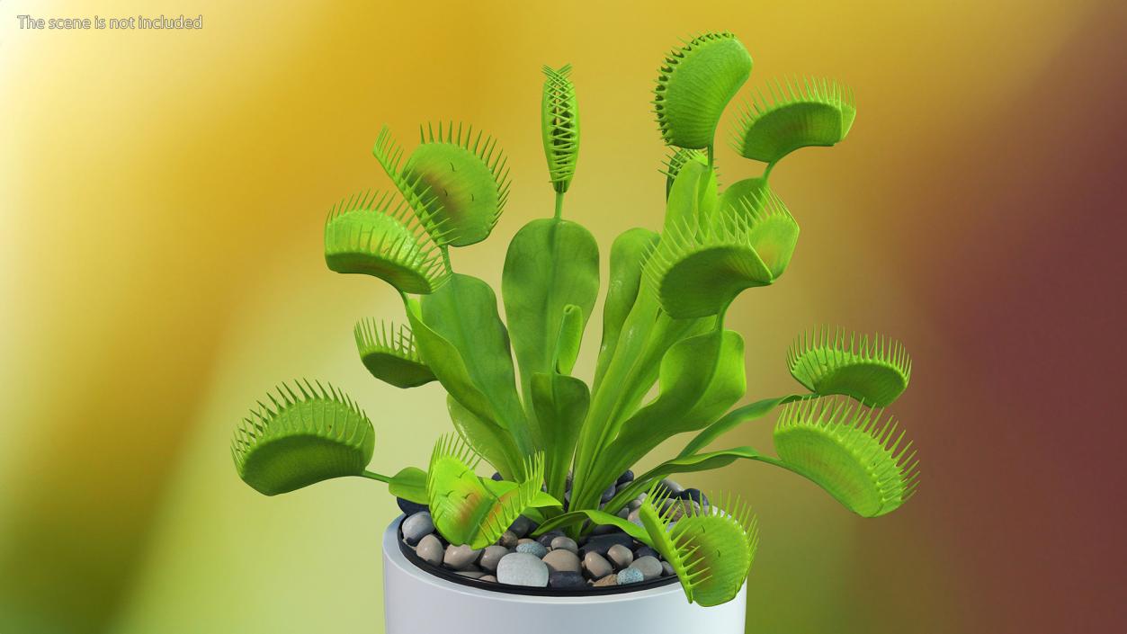 3D model Dionaea Muscipula Green 2