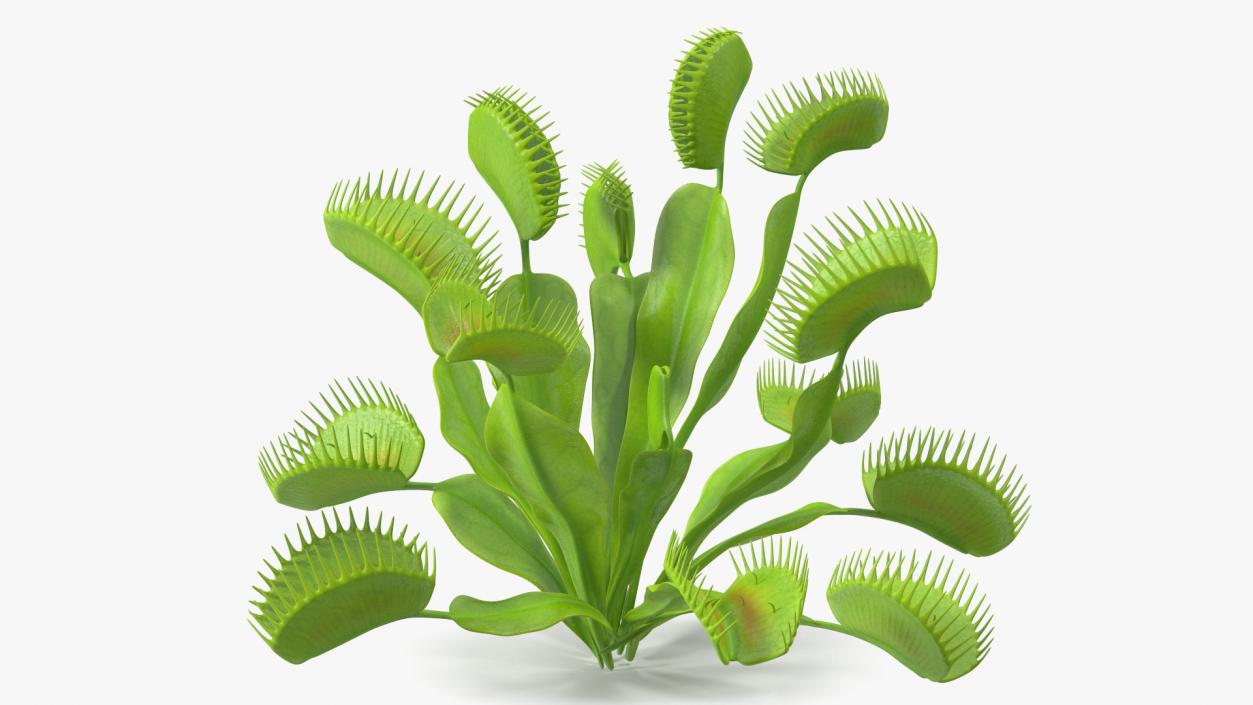 3D model Dionaea Muscipula Green 2